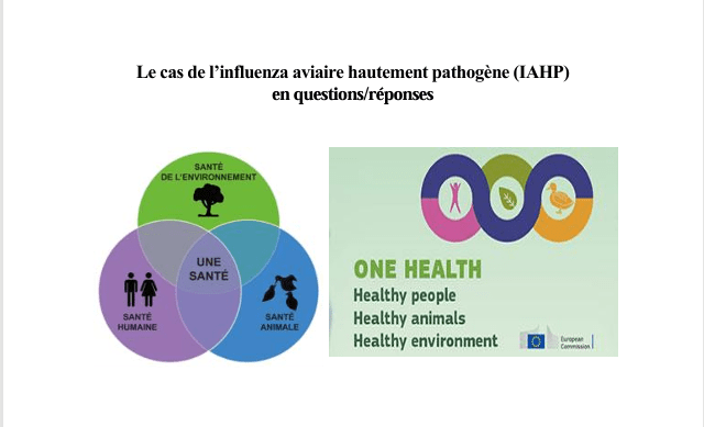 Rapport sur l’influenza aviaire hautement pathogène (IAHP)